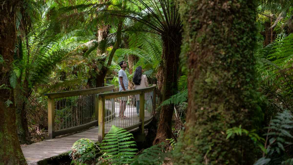 Maits Rest rainforest walk